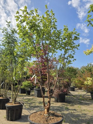 Afbeelding Papieresdoorn - Acer griseum