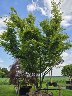 Afbeelding Japanse esdoorn - Acer palmatum