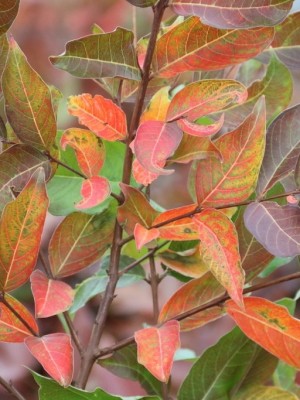 Afbeelding Indische sering 'Natchez' - Lagerstroemia 'Natchez'
