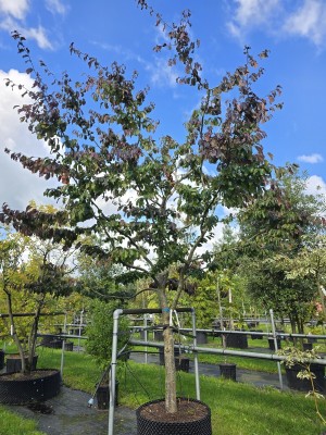 Afbeelding Persisches Eisenholz - Parrotia persica