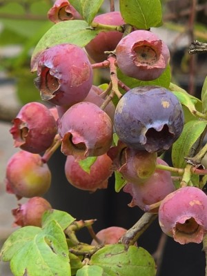 Afbeelding Große Blaubeere - Vaccinium corymbosum 'Bluecrop'
