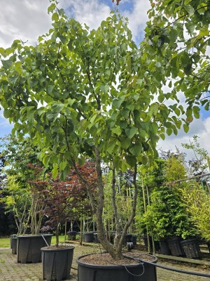 Afbeelding Vaantjesboom - Davidia involucrata
