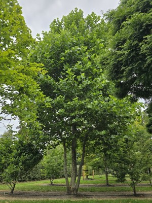 Afbeelding Plataan - Platanus x hispanica