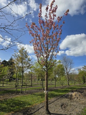 Afbeelding Japanse Sierkers - Prunus serrulata 'Kanzan'
