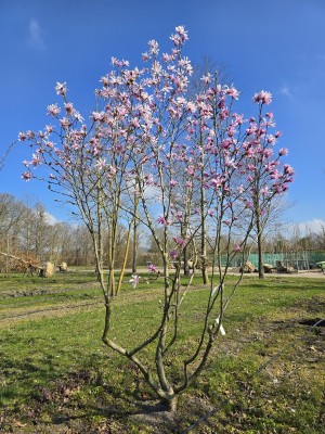 Afbeelding Magnolie - Magnolia loebneri 'Leonard Messel'