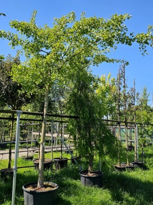 Afbeelding Japanse notenboom - Ginkgo biloba 'Horizontalis'