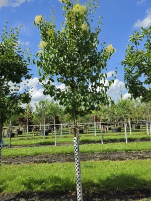 Afbeelding Chinese Sering - Syringa pekinensis 'China Snow'