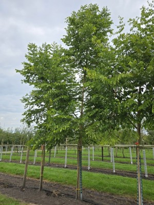 Afbeelding Doodsbeenderenboom - Gymnocladus dioica