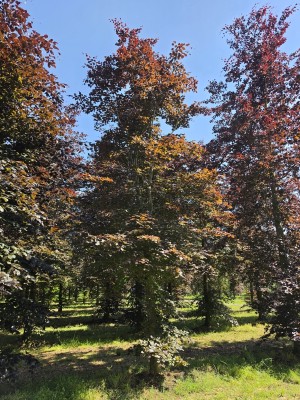 Afbeelding Rode beuk - Fagus sylvatica 'Atropunicea'