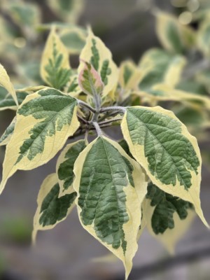 Afbeelding Bontbladige pindakaasstruik - Clerodendrum trichotomum 'Variegatum'
