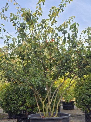 Afbeelding Felsenbirne - Amelanchier lamarckii