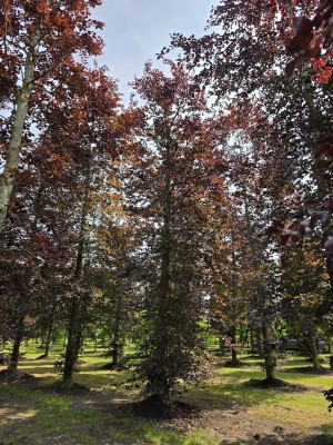 Afbeelding Rode of bruine beuk - Fagus sylvatica 'Atropunicea'