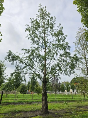 Afbeelding Chinese Moerascipres - Metasequoia glyptostroboides