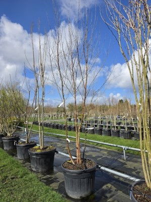 Afbeelding Zilverberk - Betula albosinensis 'Fascination'