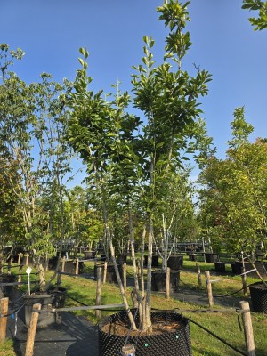 Afbeelding Magnolia - Magnolia 'Soulangeana'