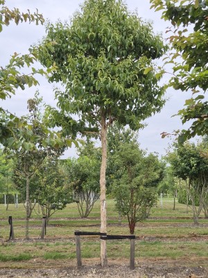 Afbeelding Zevenzonenboom - Heptacodium miconoides