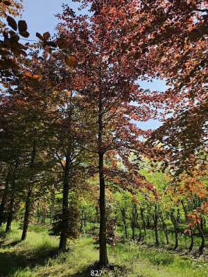 Afbeelding Rotbuche - Fagus sylvatica 'Atropunicea'