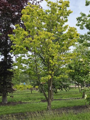 Afbeelding Veelbloemige Kornoelje - Cornus Florida 'Rainbow'