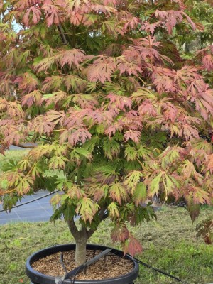Afbeelding Japanse esdoorn 'Dansende Pauw' - Acer palmatum 'Aconitifolium'
