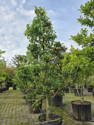Afbeelding Birne 'Conference' - Pyrus c. 'Conference'