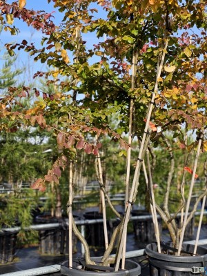 Afbeelding Perzisch ijzerhout - Parrotia persica