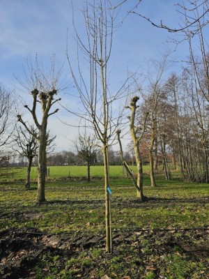 Afbeelding Mehrstämmiger Notarisappel - Malus domestica 'Notarisappel'