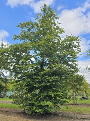 Afbeelding Grüne Buche - Fagus sylvatica