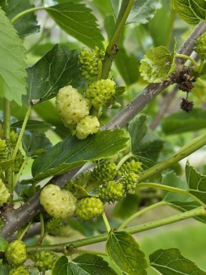 Afbeelding Witte moerbei vruchtboom - Morus alba 'White Berry'
