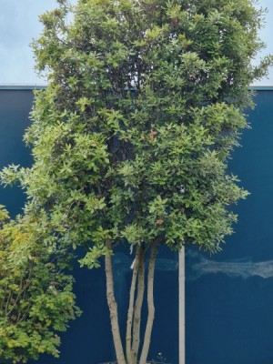 Afbeelding Steeneik - Quercus ilex