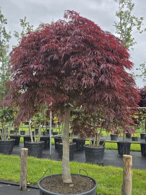 Afbeelding Japanischer Ahorn auf Stamm mit Schirmkrone - Acer palmatum 'Garnet'