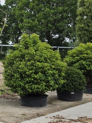 Afbeelding Portugese laurier bolvorm - Prunus Lusitanica