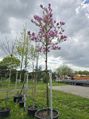Afbeelding Magnolia - Magnolia 'Ricki'