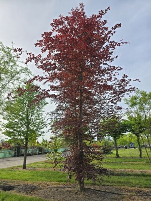 Afbeelding Rode Beuk - Fagus sylvatica 'Atropunicea'
