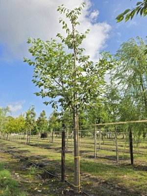 Afbeelding Japanische Zierkirsche - Prunus serrulata 'Shirotae'