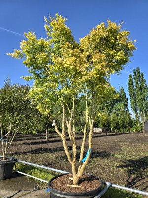 Afbeelding Japanse Esdoorn - Acer palmatum 'Ueno Yama'