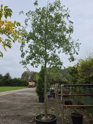 Afbeelding Moeraseik - Quercus Palustris