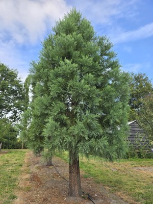 Afbeelding Riesenmammutbaum - Sequoiadendron giganteum