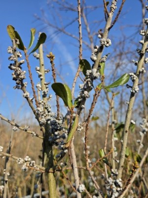 Afbeelding Amerikanische Wachsgagel - Myrica pensylvanica