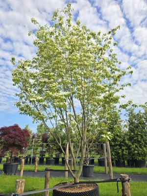 Afbeelding Japanse grootbloemige kornoelje - Cornus 'Norman Hadden'