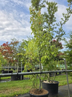 Afbeelding Vaantjesboom - Davidia involucrata 'Vilmoriniana'
