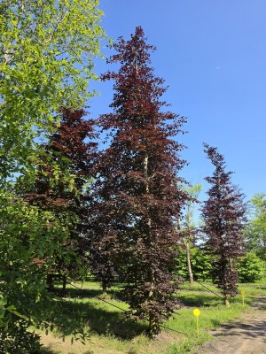 Afbeelding Rode beuk - Fagus sylvatica 'Atropunicea'