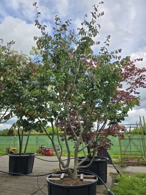 Afbeelding Persisches Eisenholz - Parrotia persica