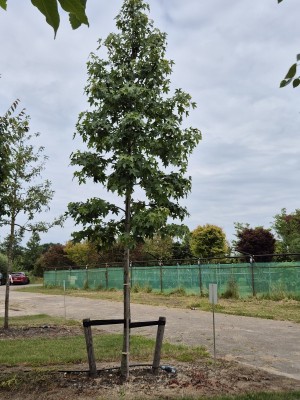 Afbeelding Amberboom - Liquidambar styraciflua