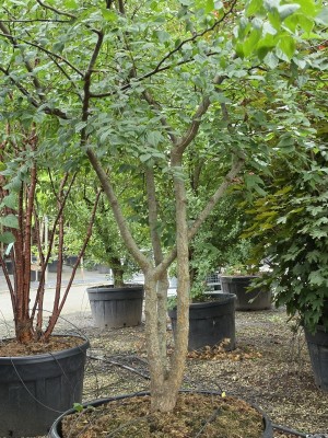 Afbeelding Netelboom - Celtis Occidentalis