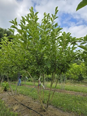 Afbeelding Magnolia - Magnolia 'Soulangeana'