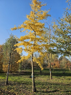 Afbeelding Japanse notenboom - Ginkgo biloba
