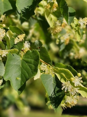 Afbeelding Winterlinde meerstam - Tilia cordata