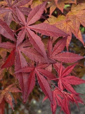 Afbeelding Japanse esdoorn - Acer palmatum 'Atropurpureum'