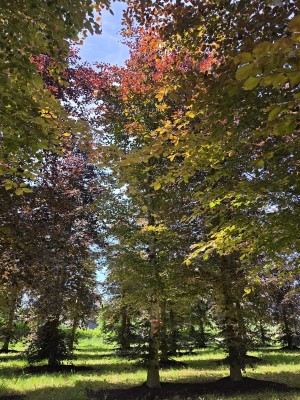 Afbeelding Grote rode beuk - Fagus sylvatica 'Atropunicea'