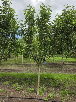 Afbeelding Rode Elstar handappel - Malus domestica 'Red Elstar'